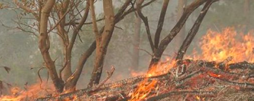 Incendios Forestales en Chile