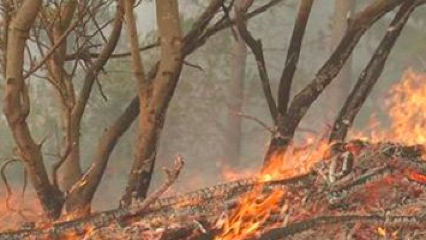 Incendios Forestales en Chile