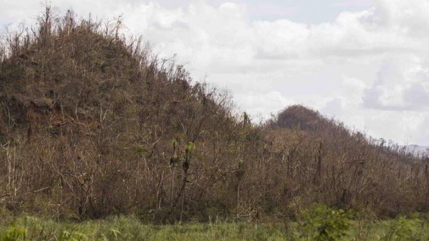 Los bosques de la isla perdieron su altura tras el paso de los huracanes